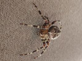 Miniature photo_23_1384