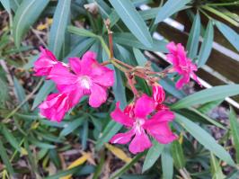 Miniature photo_23_1382