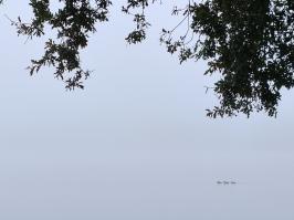 Miniature photo_23_1345