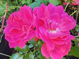 Miniature photo_23_1326