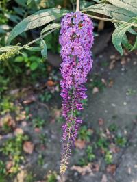 Miniature photo_23_1324