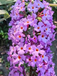 Miniature photo_23_1323