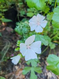 Miniature photo_23_1322
