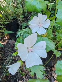 Miniature photo_23_1321
