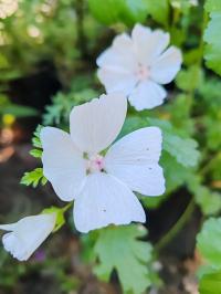 Miniature photo_23_1320