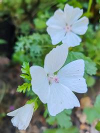 Miniature photo_23_1319