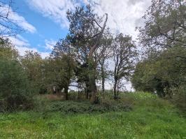Miniature photo_23_1298