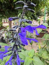 Miniature photo_23_1294