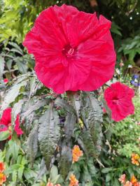Miniature photo_23_1293