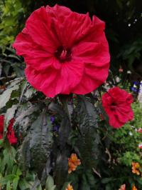 Miniature photo_23_1292