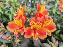 Miniature photo_23_1290