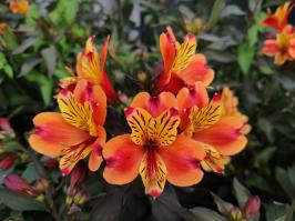 Miniature photo_23_1289