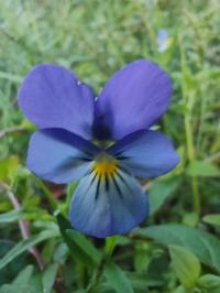 Miniature photo_aou_25_16