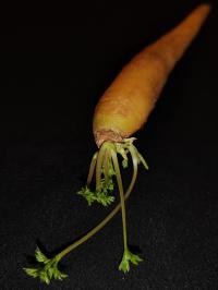 Miniature photo_fev_25_2697