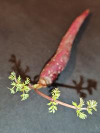 Miniature photo_fev_25_2692