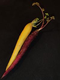 Miniature photo_fev_25_2686