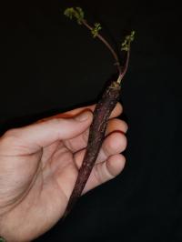 Miniature photo_fev_25_2675