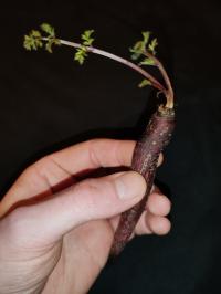 Miniature photo_fev_25_2665