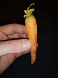 Miniature photo_fev_25_2650