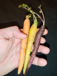 Miniature photo_fev_25_2647