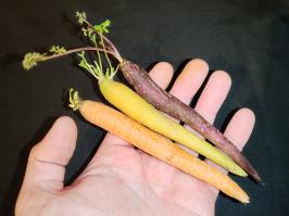Miniature photo_fev_25_2646