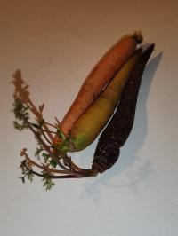 Miniature photo_fev_25_2624