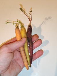 Miniature photo_fev_25_2622