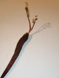 Miniature photo_fev_25_2618