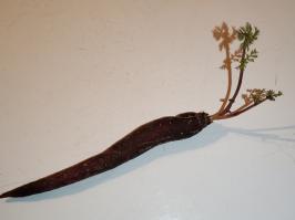 Miniature photo_fev_25_2615
