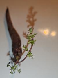Miniature photo_fev_25_2614