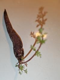 Miniature photo_fev_25_2613