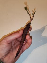Miniature photo_fev_25_2612