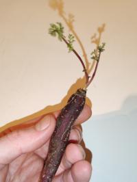 Miniature photo_fev_25_2611