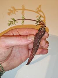 Miniature photo_fev_25_2610