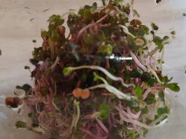 Miniature photo_fev_25_2527