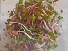 Miniature photo_fev_25_2526