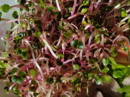 Miniature photo_fev_25_2495