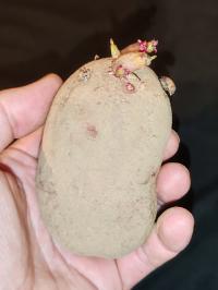 Miniature photo_fev_25_2386
