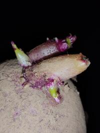 Miniature photo_fev_25_2384