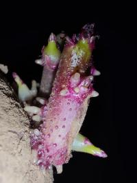 Miniature photo_fev_25_2383