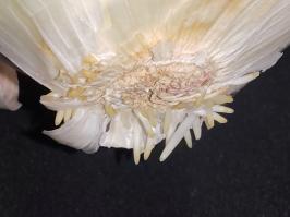 Miniature photo_fev_25_2351