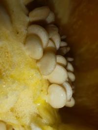 Miniature photo_fev_25_2297