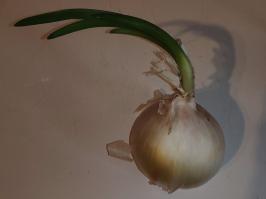 Miniature photo_fev_25_2273