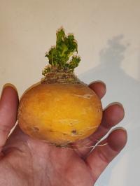 Miniature photo_fev_25_2220