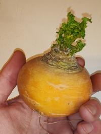 Miniature photo_fev_25_2217