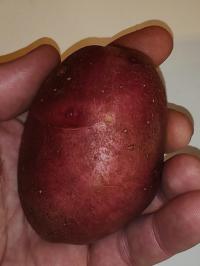 Miniature photo_fev_25_2183