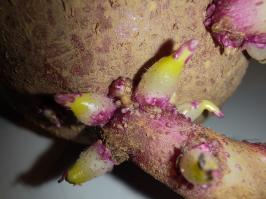 Miniature photo_fev_25_2166
