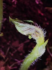 Miniature photo_fev_25_2165