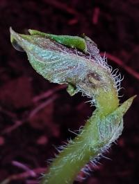 Miniature photo_fev_25_2164