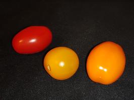 Miniature photo_fev_25_2067